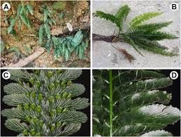 Image result for Pteris atrovirens