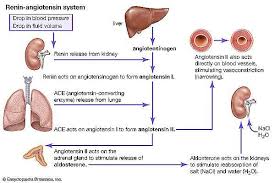 Image result for Hyperaldosteronism
