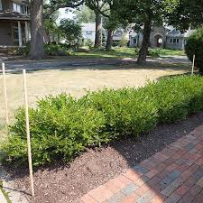 Shrubs are often planted for their ornamental characteristics, such as flowers, colorful fall foliage, or attractive fruit. How To Prune And Trim Bushes And Shrubs Lowe S