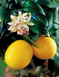 Wayfair.com has been visited by 1m+ users in the past month What S The Best Fertilizer For Indoor Meyer Lemon Tree Home Garden Stltoday Com
