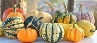 What's the most unusual color of a pumpkin? A Visual Guide To Winter Squash Varieties Epicurious