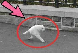 أغرب الصور فى العالم صور مضحكة وغريبة video new blog posts animals