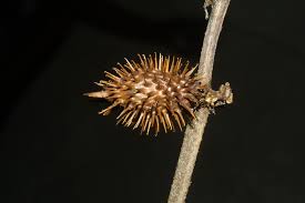 Image result for Xanthium