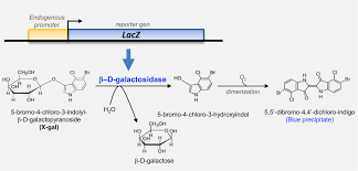 Tracing Gene Expression Through Detection Of B Galactosidase Activity In Whole Mouse Embryos