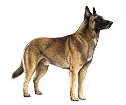 Mechelen, a football club formerly (and nowadays informally) known by its french name of fc malinois. Belgian Malinois Pedigree