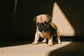 This is where we will be posting pics/videos weekly so you can watch these babies grow. Why Are My French Bulldog S Ears Down Reasons And Remedies