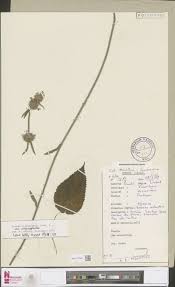 Image result for Achyrospermum ciliatum