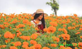 Maybe you would like to learn more about one of these? Ladang Bunga Gemitir Atau Marigold Di Temukus Bali