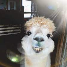 Alpaca S Instagram Photo Sunshine Boy Credit La Vie En Alpaga Alpaca Alpacas Alpacasofinstagram Farmsofinstagram Animales Rigolo Faire Un Calin