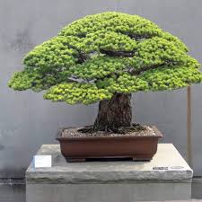 Maybe you would like to learn more about one of these? 24 Flowering Bonsai Trees Our Handpicked List Organize With Sandy