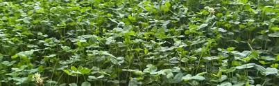 I did a video on how to kill clover in your lawn and a ton of people comment that it's great for your lawn while a ton of people thank me for helping them kill it. Micro Clover Lawn Pros And Cons Should You Have Them