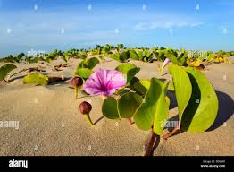 Image result for Ipomoea shirambensis