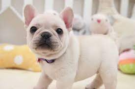 French Bulldog Puppy For Sale In San Jose Ca Adn 59059 On Puppyfinder Com Gender Female Age 6 Weeks Old Bulldog Puppies Bulldog French Bulldog