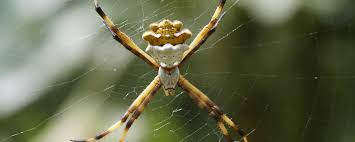 De acordo com o ministério da saúde, as aranhas representam o terceiro grupo de animais que mais causam envenenamento no brasil. Uma Aranha No Meu Jardim