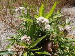 Image result for Maerua salicifolia