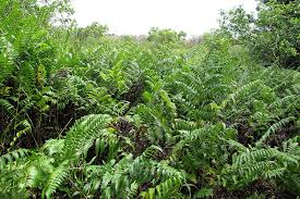 Image result for Diplazium humbertii