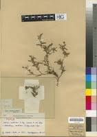 Image result for Melolobium