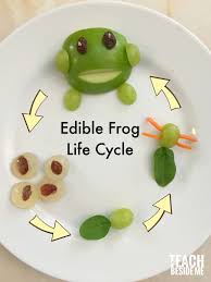 We talk about frogs all day long! Edible Frog Life Cycle Snack Teach Beside Me