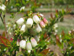 This spring, i noticed that their leaves are yellowing as shown in the photos below: Espoma Blues Legends The Best Tasting Blueberries To Grow Espoma