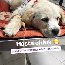 Cavit kum ve öğretim üyeleri katıldı. Selcuk Universitesi Veteriner Fakultesi Acil Klinigi Selcuk Universitesi