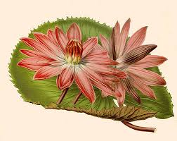 Image result for Nymphaea heudelotii
