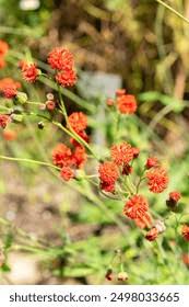 Image result for Emilia coccinea
