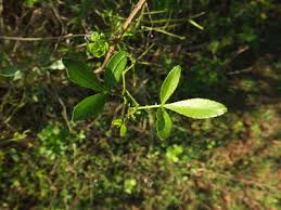 Image result for Toddalia simplicifolia