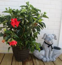 Jasmine (dog plant toxicity varies by dog). Trade The Poisonous Pointsettia For A Festive Red Hibiscus Plant