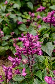 Image result for Syncolostemon