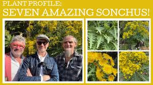 Image result for Sonchus luxurians