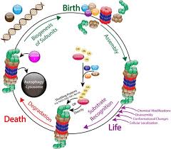 Cartoon representation of a proteasome. The Life Cycle Of The 26s Proteasome From Birth Through Regulation And Function And Onto Its Death Cell Research
