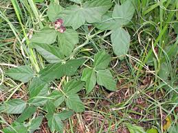 Image result for Macroptilium atropurpureum