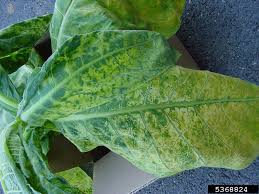 Image result for Alfalfa mosaic virus