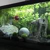When i first started keeping tropical fish, i tried to find good betta tank mates. Https Encrypted Tbn0 Gstatic Com Images Q Tbn And9gctttgsxyr 6ktrbmax4ig5 I1scu7wjndhrz Vckd1r7zon3zz0 Usqp Cau