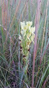 Image result for Habenaria welwitschii