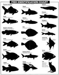 details about fish identification chart glossy poster picture photo funny cat fishing lol 1060