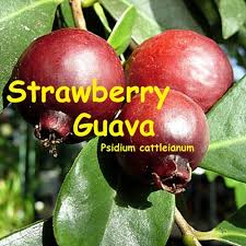 Image result for Psidium cattleianum