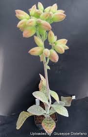 Image result for Kalanchoe gastonis-bonnieri