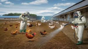 बर्ड फ्लू,रांची में बर्ड फ्लू की पुष्टि, H5N1 एवियन इन्फ्लूएंजा का प्रकोप,  नियंत्रण के लिए कदम - bird flu confirmed in ranchi h5n1 avian influenza  outbreak strict control measures ...