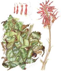 Image result for Syncolostemon welwitschii