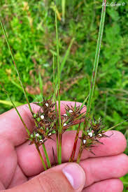 Image result for Scleria gracillima