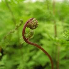 Image result for Cycnium filicalyx