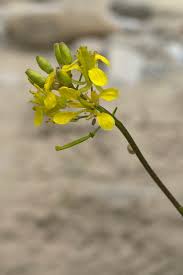 Image result for Erucastrum