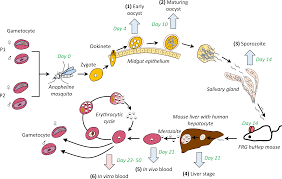 This paper gives a comparison of the textural based features individually used and used in group together. Plos Genetics Genetic Mapping Of Fitness Determinants Across The Malaria Parasite Plasmodium Falciparum Life Cycle