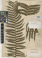 Image result for Cyathea manniana