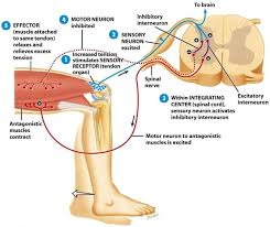 The Stretch Relex Is Where Stretching A Muscle Causes The Excitation Of Muscle Spindles Which Causes Contraction Stretch Reflex Muscle Stretches Sensory Nerves
