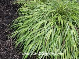 Image result for hakonechloa macra nicolas