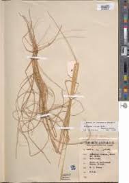 Image result for Elionurus tripsacoides