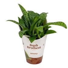 Image result for Drimiopsis botryoides