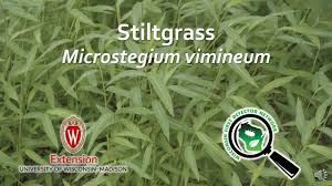 Image result for Microstegium